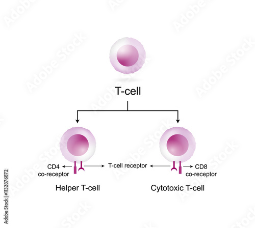 T Cell, CD4+ helper T cell and CD8+ cytotoxic T cell, CD Antigen Types, CD4 And CD8. T lymphocyte types.  Vector Illustration. photo