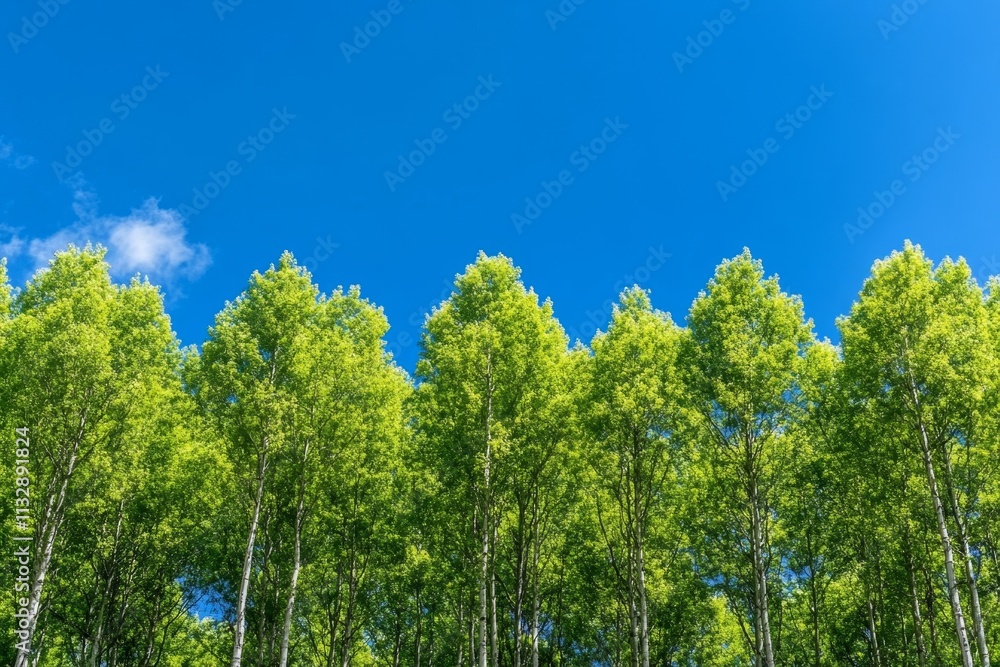 Fototapeta premium A landscape of rolling hills covered in eucalyptus trees under a bright blue sky