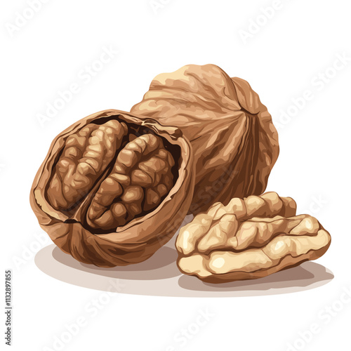 Walnut Dry nut vector illustration with walnut kernel nuts isolated on white background