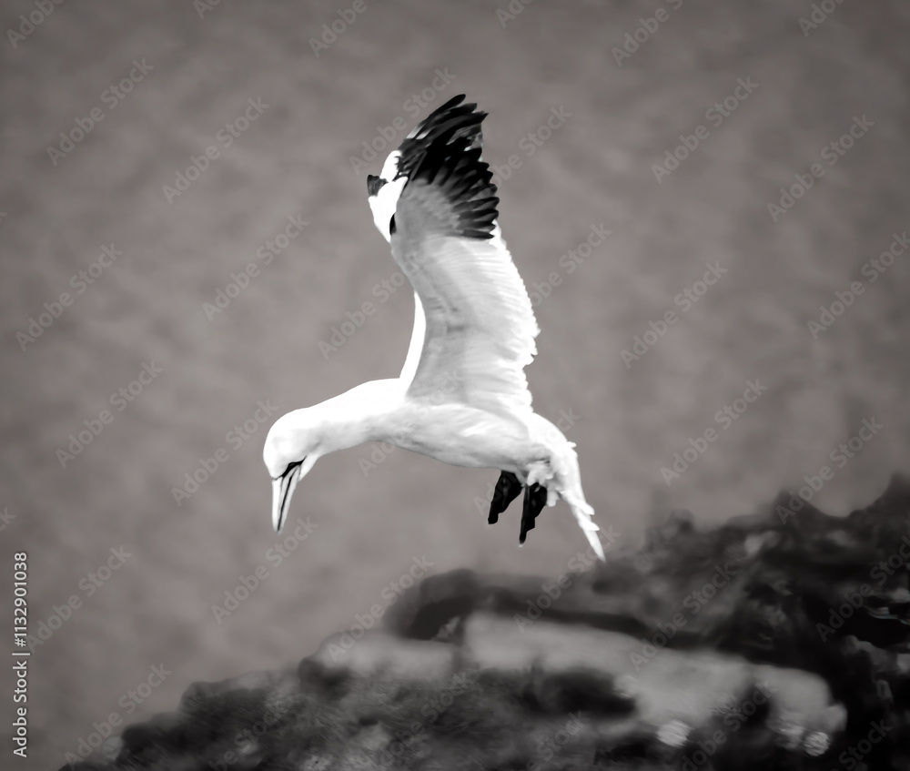 close up of flying gannets