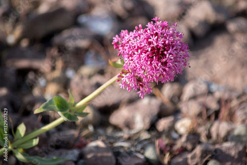 beautiful pink flowers of Red Valerian (Centranthus ruber) photo