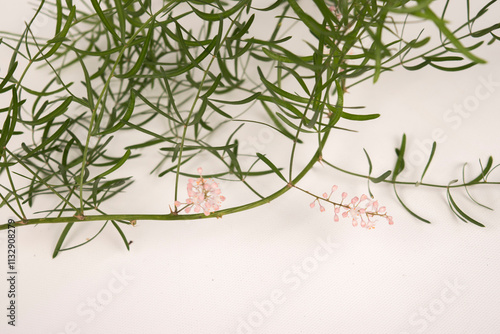 leaves and flowers of the plant Asparagus aethiopicus photo