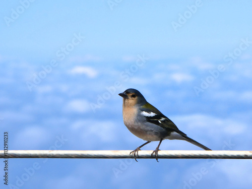 Small finch sitting on a cable high above the clouds photo