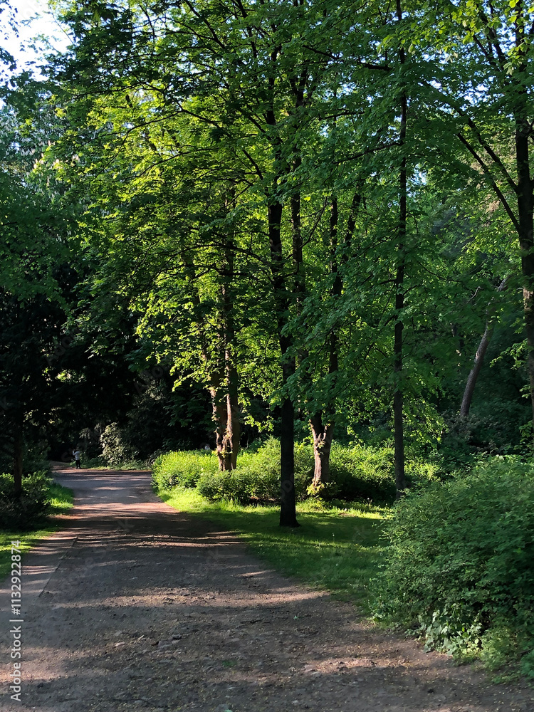 Fototapeta premium trees in the forest