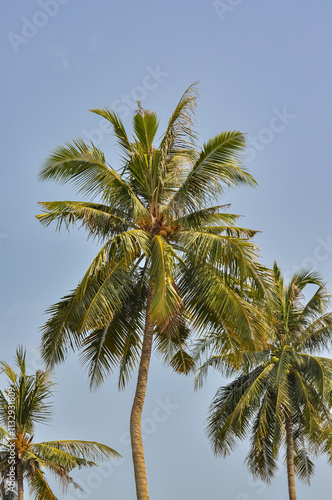 Wallpaper Mural Beautiful nature with palm trees on the ocean shore in Thailand Torontodigital.ca