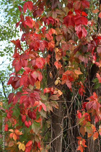 Virginia creeper plant with many red and yellow leaves in autumn. Red climbingvine Parthenocissus quinquefolia photo