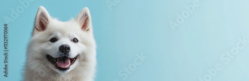 Cute White Dog and Akita Inu Smiling Together on a Light Blue Background. Perfect for Pet Shop or Animal Clinic Advertising photo