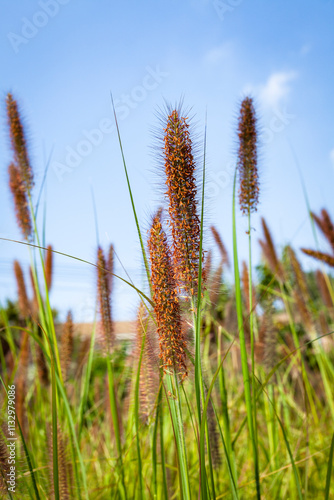 wheat field in the wind