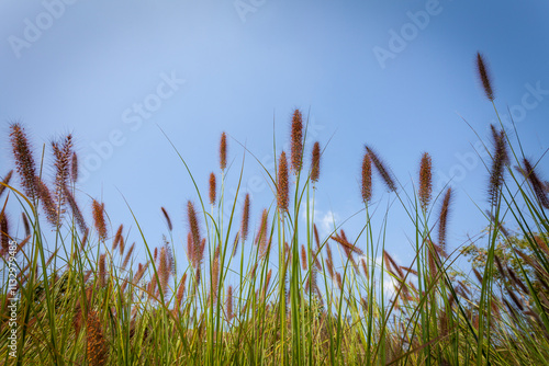 green grass and blue sky