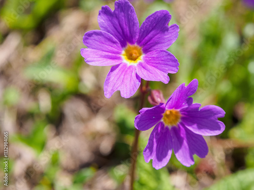 Blooming flowers in alpine meadows under a bright sky, creating a picturesque and atmospheric landscape of nature