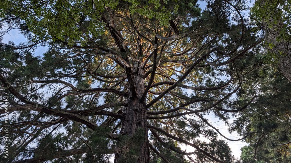 Obraz premium trees and sky