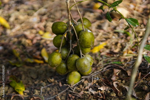 Reunion Island, Cythera apple tree 