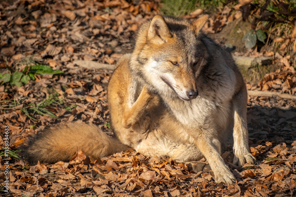 Fototapeta premium wunderschöner Wolf in der Natur beobachtet