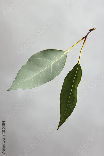 two leaf twig gum leaf or eucalyptus leaves sprig isolated on plain light gray studio background photo