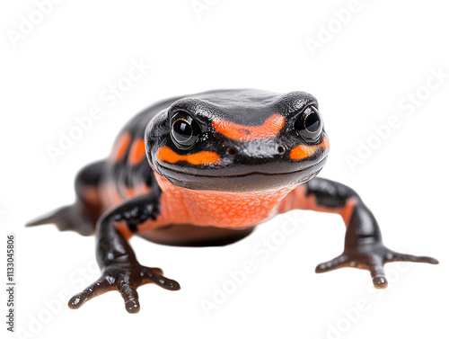 a black and orange lizard photo