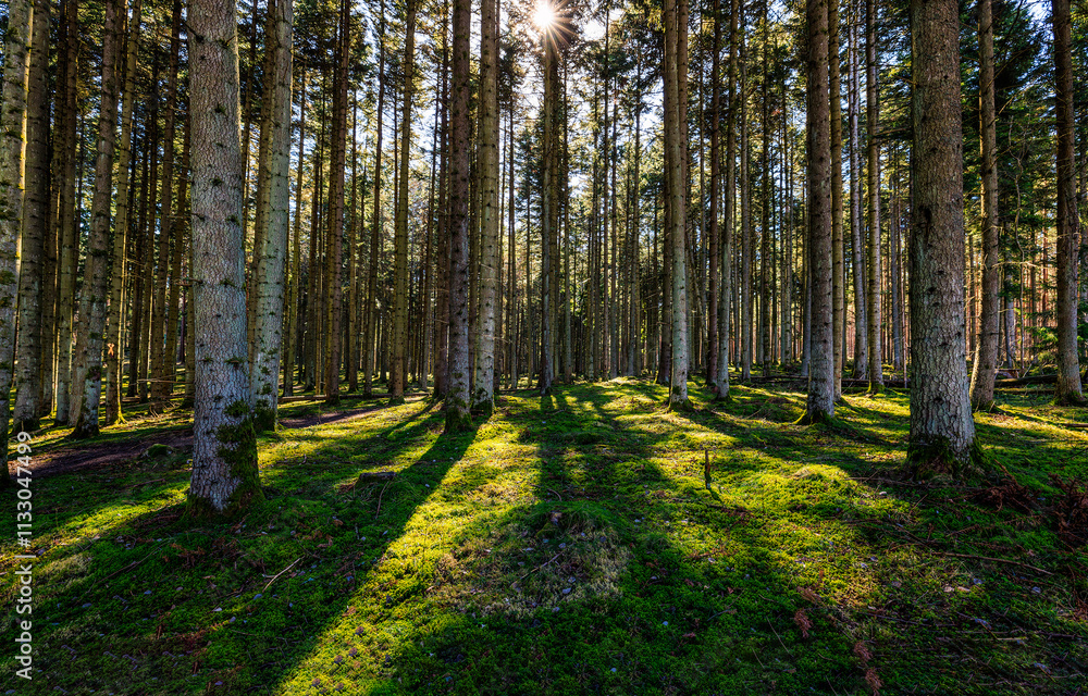 Fototapeta premium forest in autumn