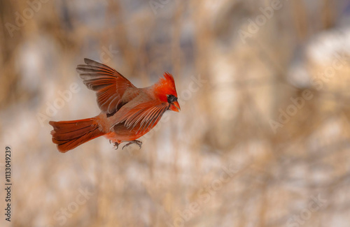 Fotografía Northern Cardinal On Post