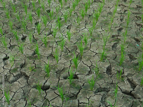 Rice fields that have just been planted with rice, the soil is dry due to lack of water. photo