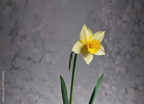 A single stem of a daffodil flower with its slender green stem and bright yellow petals , texture, stems photo