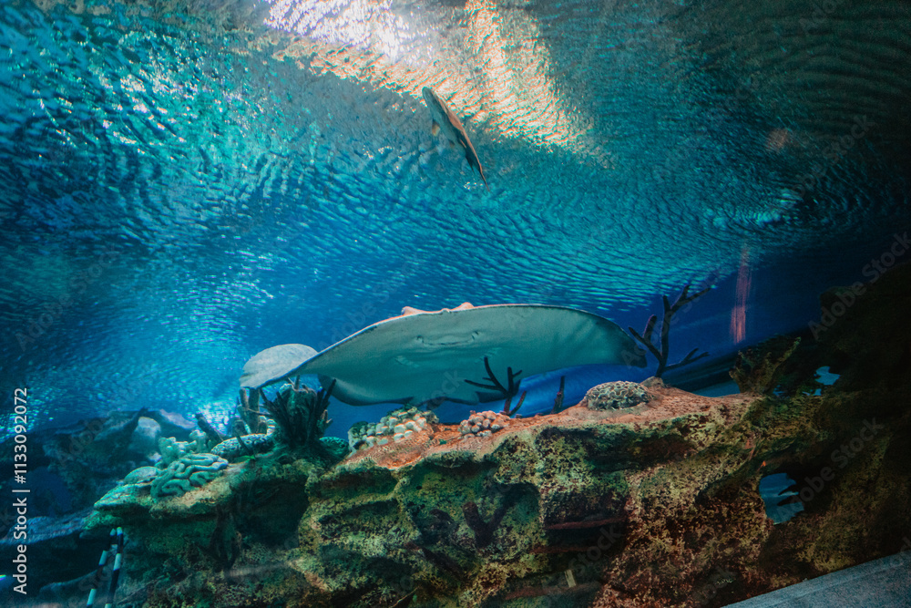 Obraz premium coral reef and fishes