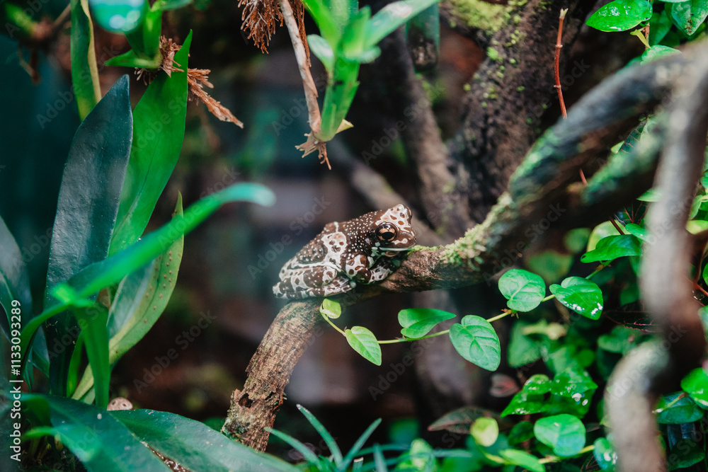 Obraz premium frog in the pond