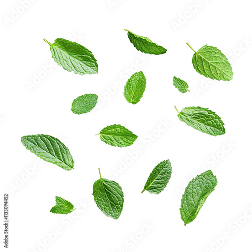 Fresh mint leaves or Spearmint leaves flying in air, isolated on white background.