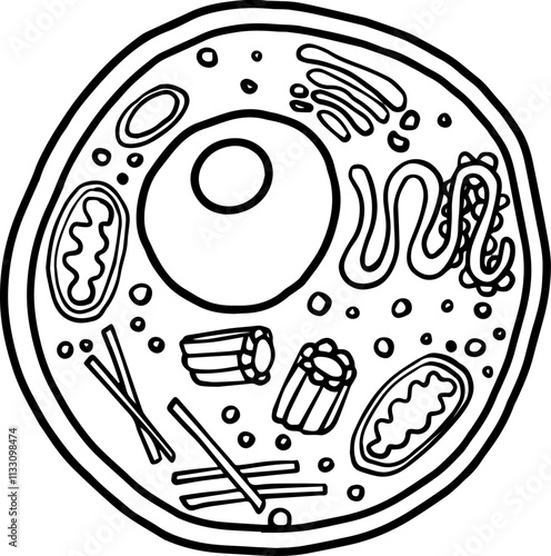 plant cell biology drawing