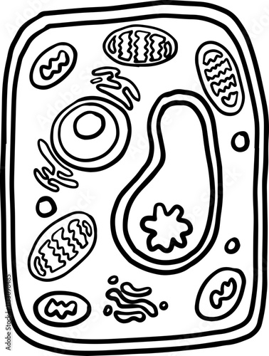 plant cell biology drawing