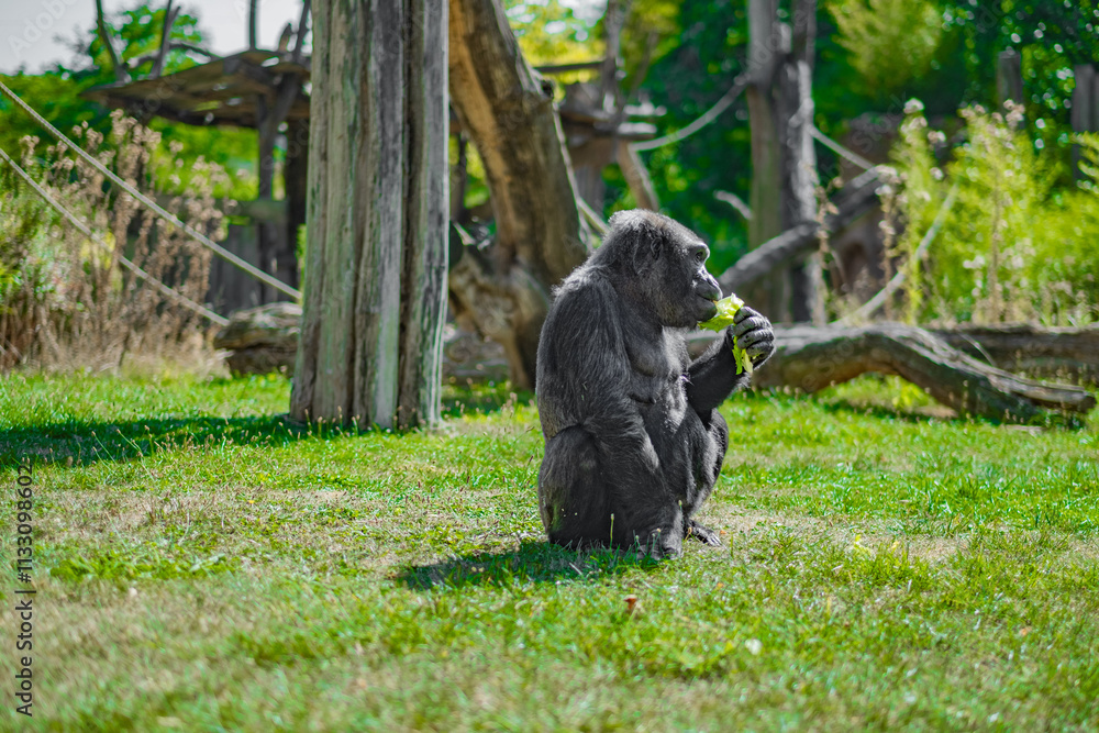 Obraz premium Gorilla Resting on Grass While Eating in Outdoor Habitat