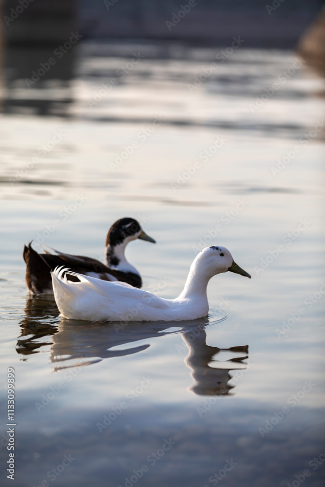 Fototapeta premium birds on small lake near my house