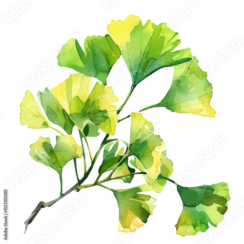 A watercolor of ginkgo biloba leaves, isolated on a white background. Ginkgo Biloba vector.