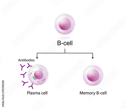 B-cell leukocytes. Plasma cell and memory B cell. b cell differentiation, antigen stimulation of surface receptor, plasma cell producing monoclonal antibodies. Vector illustration.