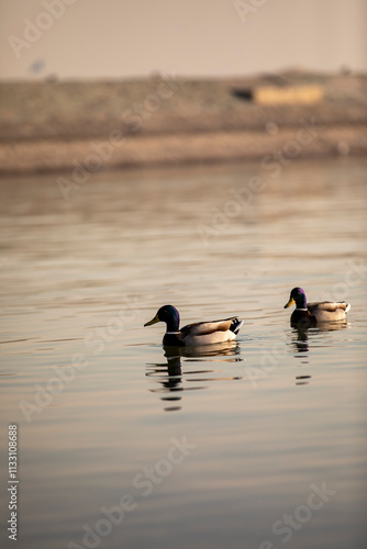 birds on small lake near my house