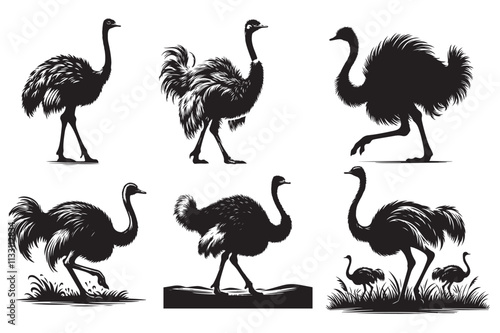 ostrich silhouette vector art