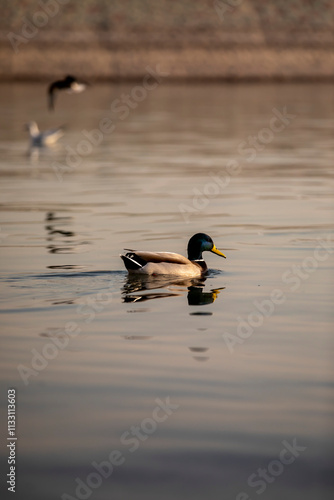 birds on small lake near my house