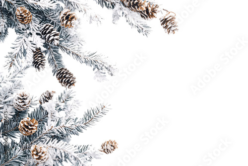 pine cones on a tree branch