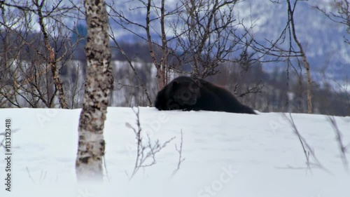 A rare footage of a rare animal. Wolverine (Gulo Gulo). Polar Park Norway.