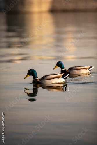 birds on lake