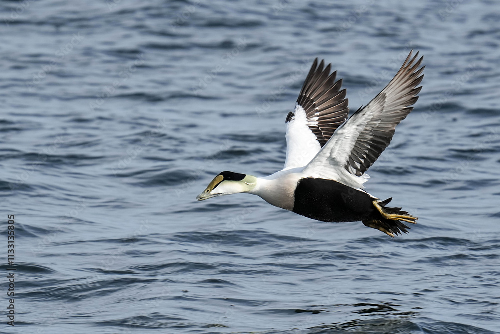 Fototapeta premium Common Eider Massachusetts