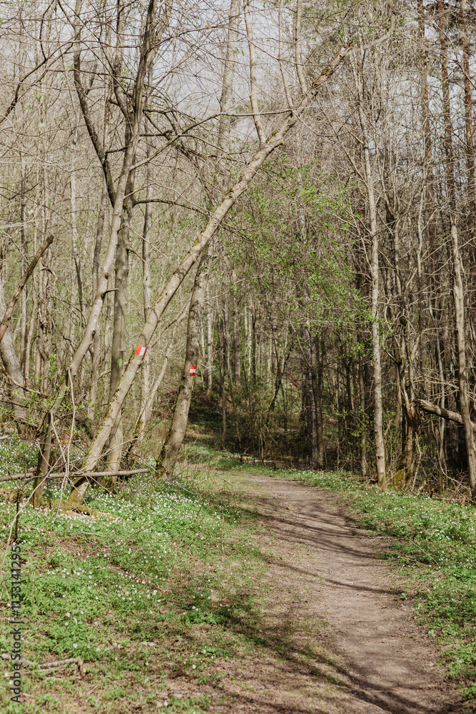 Fototapeta premium path in the woods