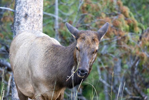 Female elk grazing in Grand Tetons National Park photo