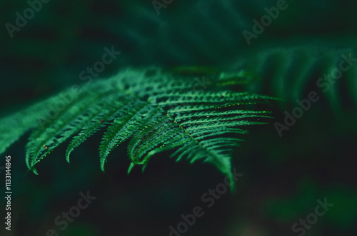 Fern leaves close-up. Green fern leaves on blurred background. Floral natural forest landscape. photo