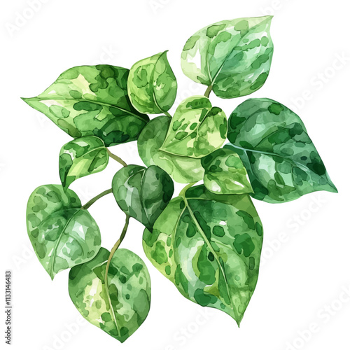 A watercolor vector of jade pothos leaves, isolated on a white background. Jade Pothos vector.
