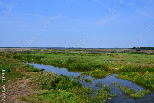 A view of a lush meadow, field, or pastureland full of reeds, shrubs, and grass located next to a small stream, pond, or lake with some wooden platforms and cows grazing and looking for food in Poland
