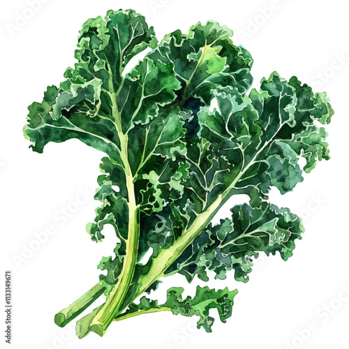 A watercolor painting of kale leaves, isolated on a white background. Kale vector.
