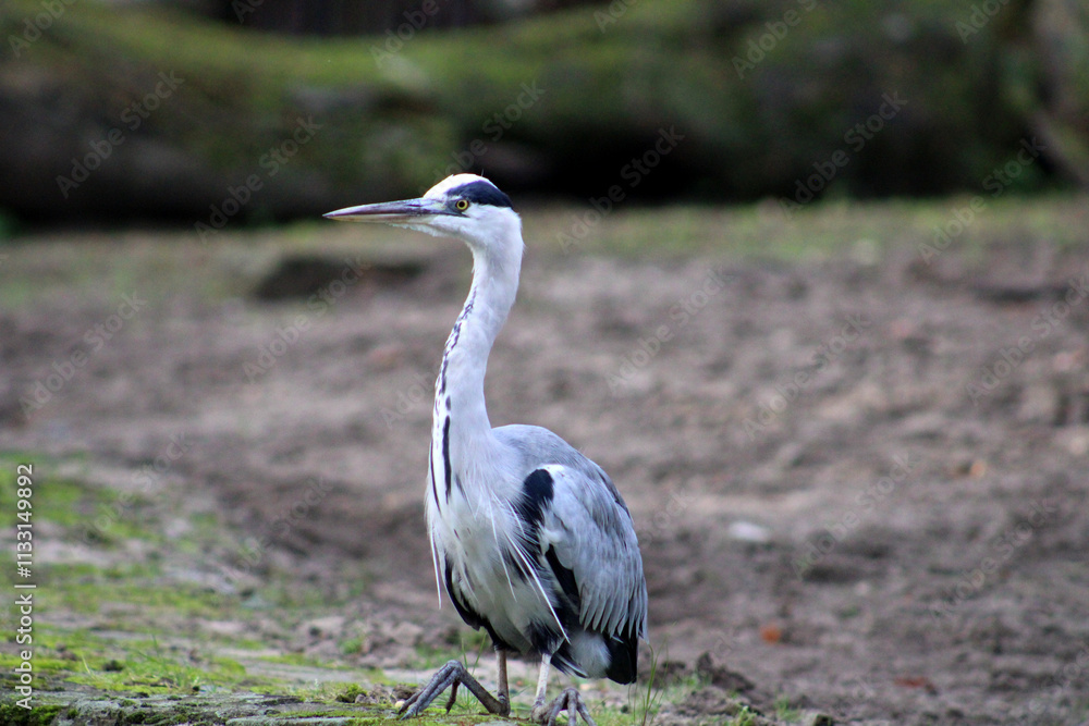 Fototapeta premium Fischreiher, Grau, Tierpark