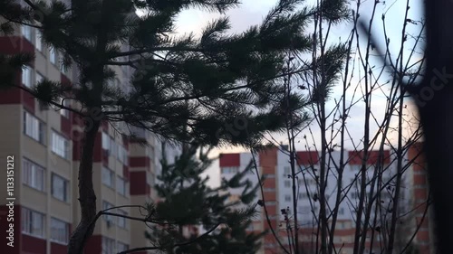 A powerful squally wind causes a pine tree to sway dramatically from side to side, set against a backdrop of impressive multi-storey buildings, showcasing the natural forces at play.