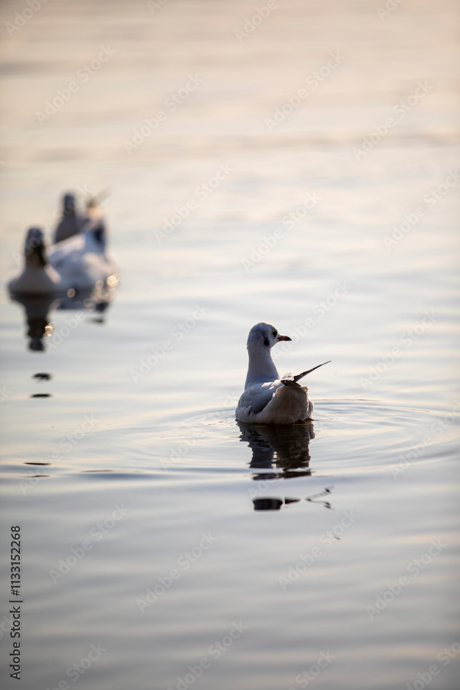 Fototapeta premium birds on lake