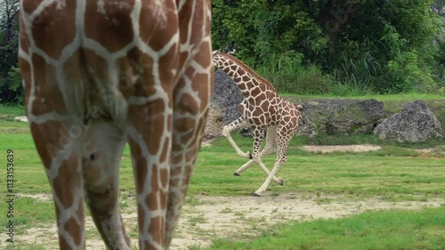 baby giraffe running in the meadow