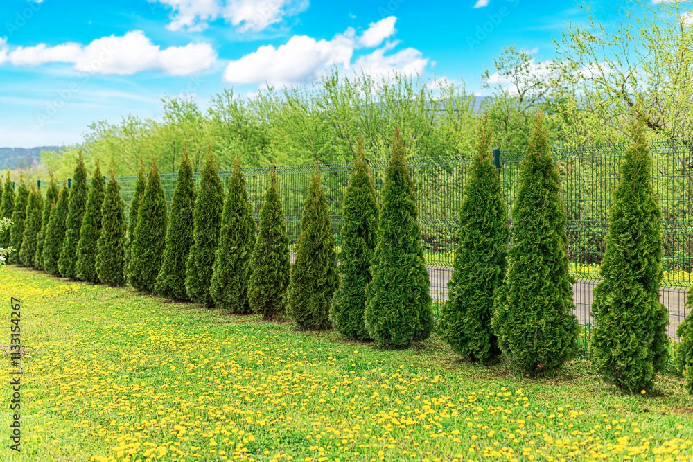 Thuja trees are planted in a row on the site.